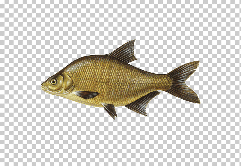 Fish Fish Carp Cyprinidae Bony-fish PNG, Clipart, Bonyfish, Carp, Cod, Cyprinidae, Fish Free PNG Download