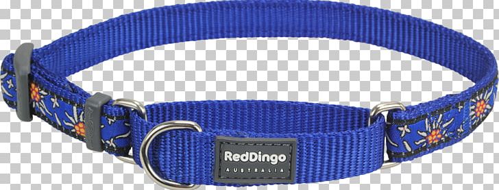 Dog Collar Dingo Martingale PNG, Clipart, Animals, Blue, Buckle, Choker, Clothing Accessories Free PNG Download