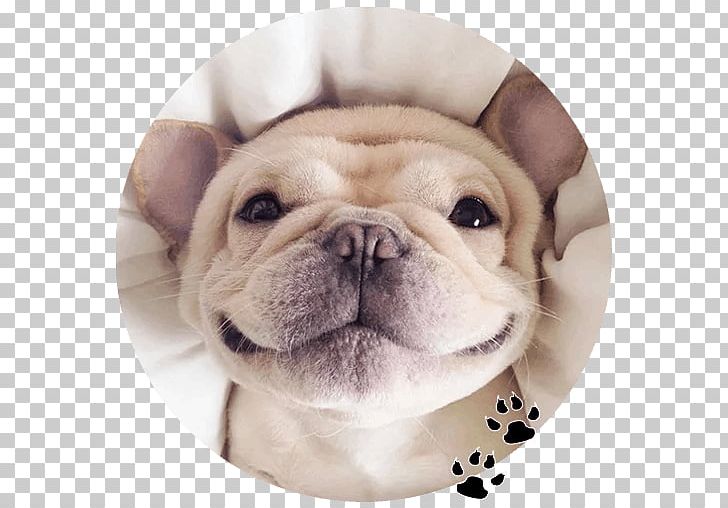 French Bulldog Golden Retriever Puppy Pillow PNG, Clipart, Animals, Bulldog, Carnivoran, Companion Dog, Dog Free PNG Download