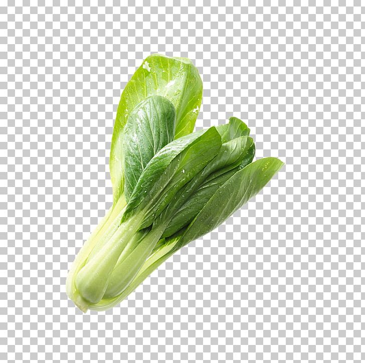 Napa Cabbage Romaine Lettuce Komatsuna Choy Sum Vegetable PNG, Clipart, Cabbage, Cabbage Leaves, Cabbage Roses, Cartoon Cabbage, Chard Free PNG Download