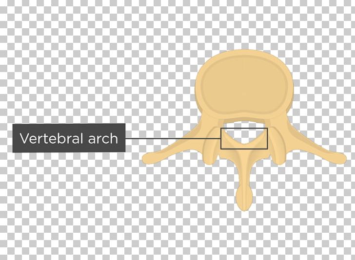 Vertebral Column Lumbar Vertebrae Vertebral Arch Anatomy PNG, Clipart, Anatomy, Arch, Body Of Vertebra, Brand, Com Free PNG Download