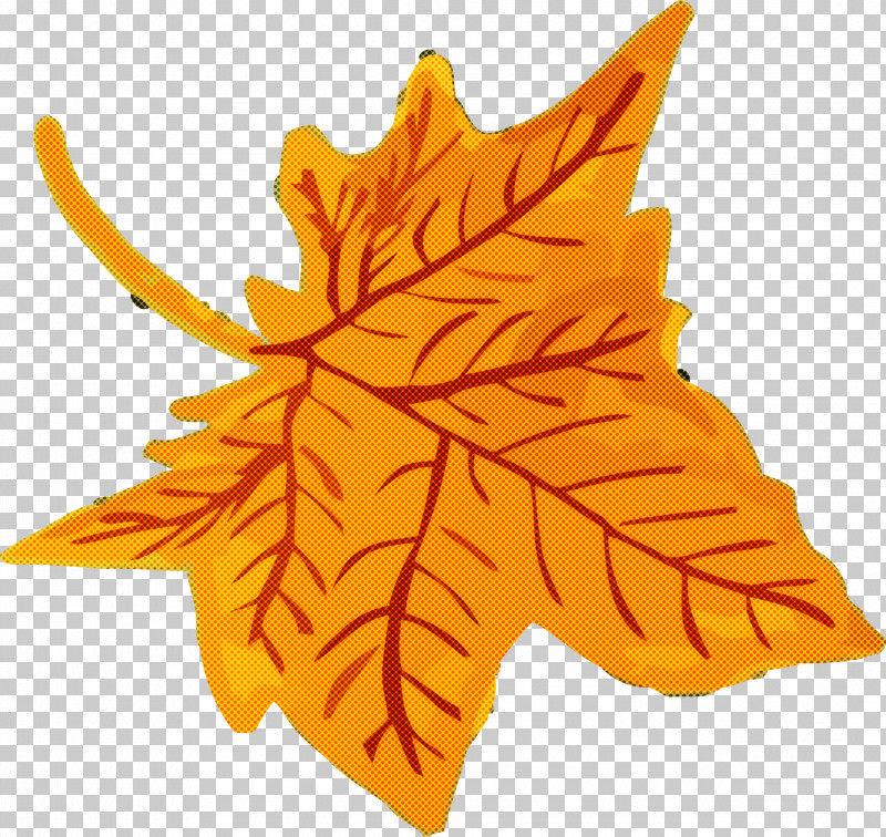 Autumn Leaf Yellow Leaf Leaf PNG, Clipart, Autumn Leaf, Black Maple, Flower, Leaf, Maple Leaf Free PNG Download