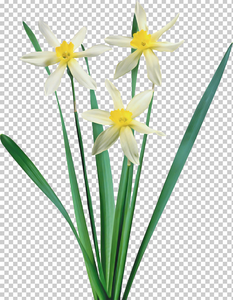 Flower Plant Narcissus Petal Paperwhite PNG, Clipart, Amaryllis Family, Flower, Narcissus, Paperwhite, Pedicel Free PNG Download