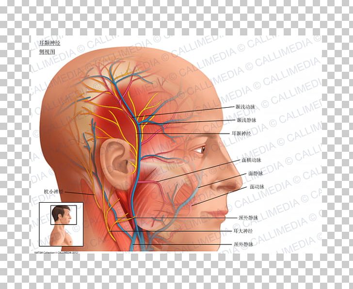 Auriculotemporal Nerve Superficial Temporal Artery Anatomy Middle Meningeal Artery PNG, Clipart, Abdomen, Anatomy, Artery, Face, Head Free PNG Download