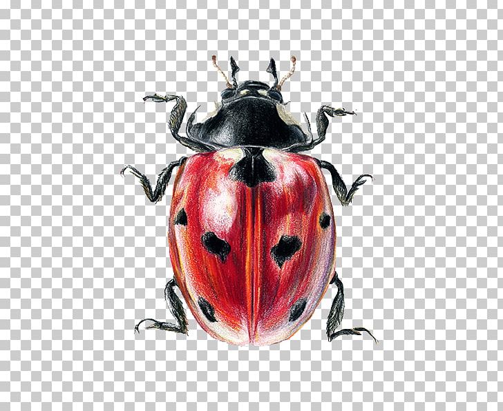 Ladybird Beetle Coleomegilla Maculata Coccinella Septempunctata Illustration PNG, Clipart, Art, Arthropod, Beatles, Beetle, Drawing Free PNG Download