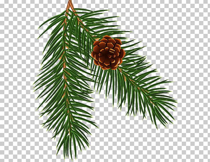 Spruce Christmas Ornament Pine Fir Larch PNG, Clipart, Art, Branch, Brand, Christmas, Christmas Decoration Free PNG Download