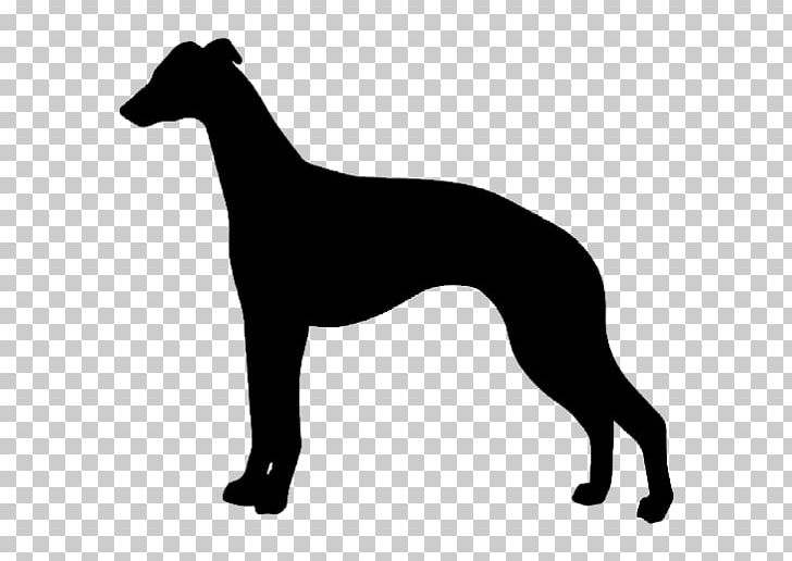 Whippet Saluki Greyhound Borzoi Rhodesian Ridgeback PNG, Clipart, Animal Sports, Black And White, Bor, Carnivoran, Dog Breed Free PNG Download