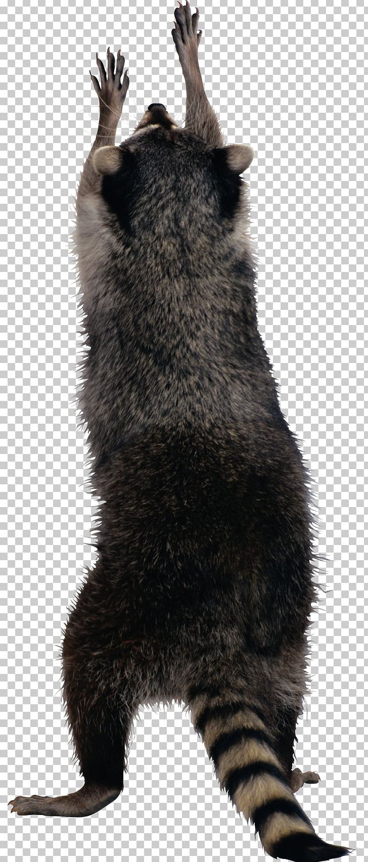 Raccoon Squirrel PNG, Clipart, Animals, Bear, Carnivoran, Cat, Claw Free PNG Download
