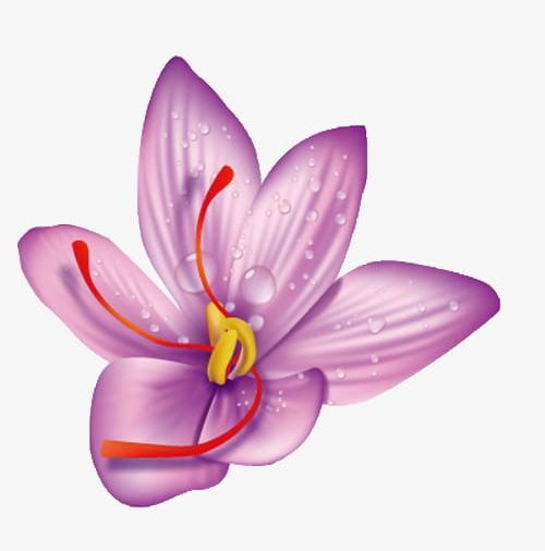 Saffron PNG, Clipart, Are, Drops, Flower, Purple, Saffron Clipart Free PNG Download