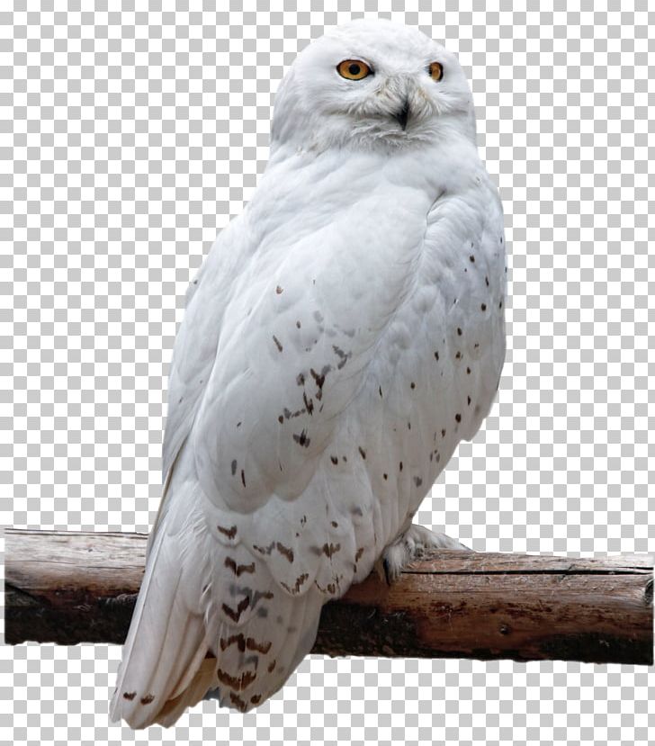 The Snowy Owl Bird PNG, Clipart, Animals, Barn Owl, Beak, Bird, Bird Of Prey Free PNG Download