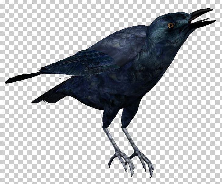 American Crow Rook New Caledonian Crow Raven PNG, Clipart, American Crow, Animals, Beak, Bird, Common Raven Free PNG Download