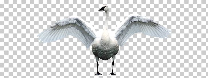 Bird Mute Swan Goose Duck PNG, Clipart, Animals, Beak, Bird, Black Swan, Crane Like Bird Free PNG Download