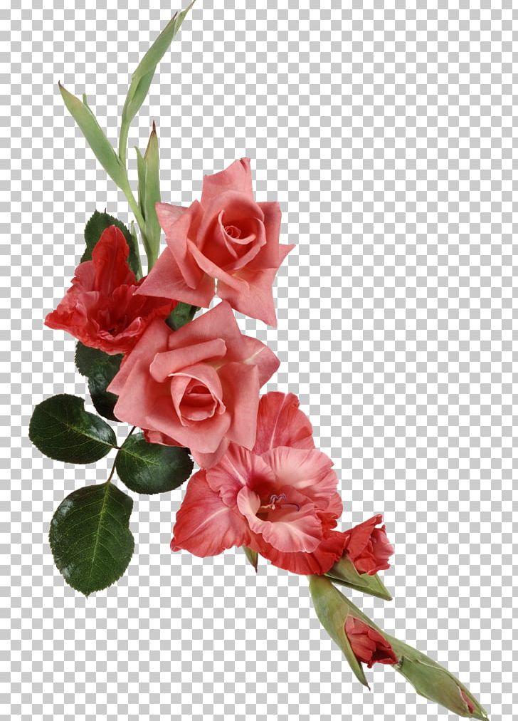 Cut Flowers Beach Rose Ipomoea Nil PNG, Clipart, Beach Rose, Canna Indica, Carnation, Color, Cut Flowers Free PNG Download