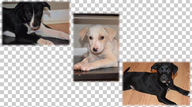 Dog Breed Italian Greyhound Saluki Puppy PNG, Clipart, Animal Rescue Group, Breed, Costume, Dog, Dog Breed Free PNG Download