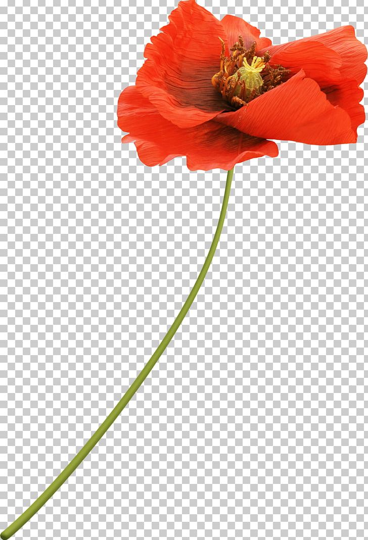 Flower Poppy Red Drawing PNG, Clipart, Color, Common Poppy, Coquelicot, Cut Flowers, Desktop Wallpaper Free PNG Download