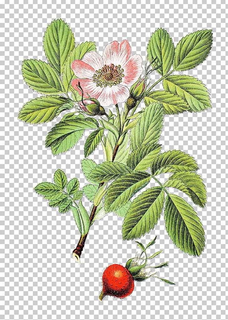 Rosa Villosa Rosa Rubiginosa Beach Rose PNG, Clipart, Branch, Chinese, Flower, Flowers, Fruit Free PNG Download