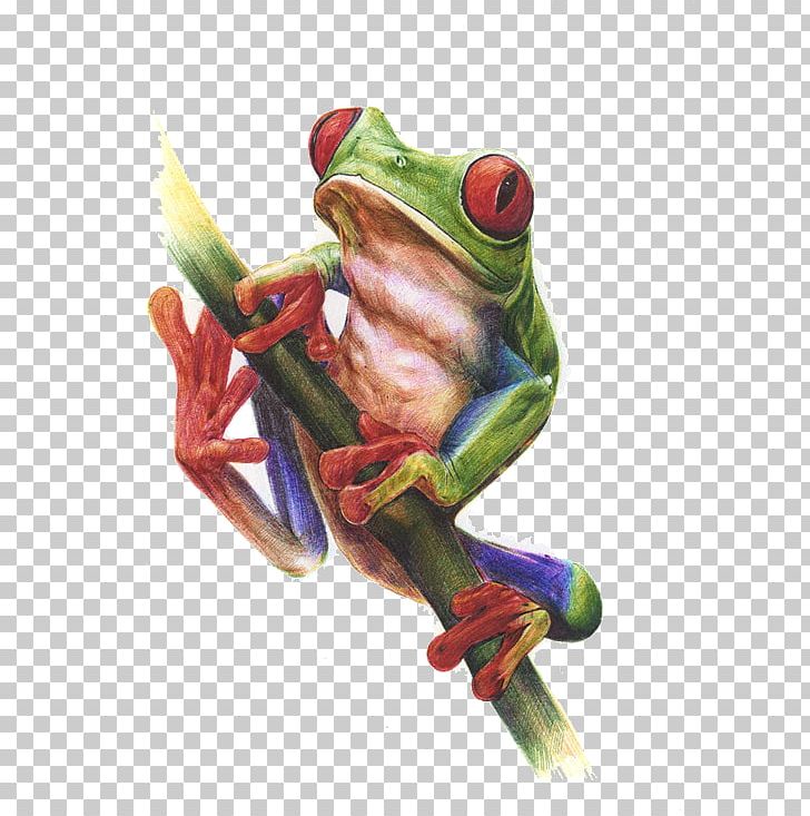True Frog Watercolor Painting Tree Frog PNG, Clipart, Amphibian, Animals, Architectural Drawing, Designer, Draw Free PNG Download