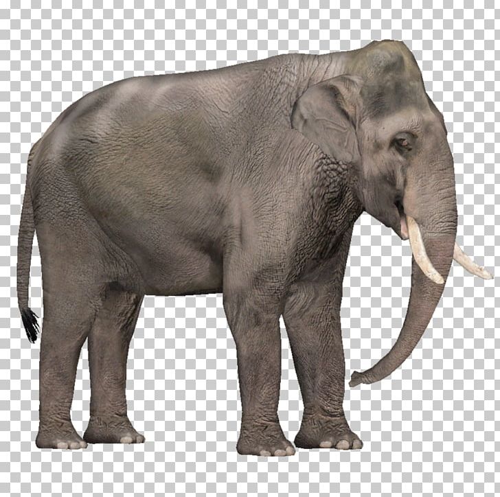 Zoo Tycoon 2 Asian Elephant African Elephant Tusk PNG, Clipart, African Elephant, Animal, Animals, Asian Elephant, Download Free PNG Download