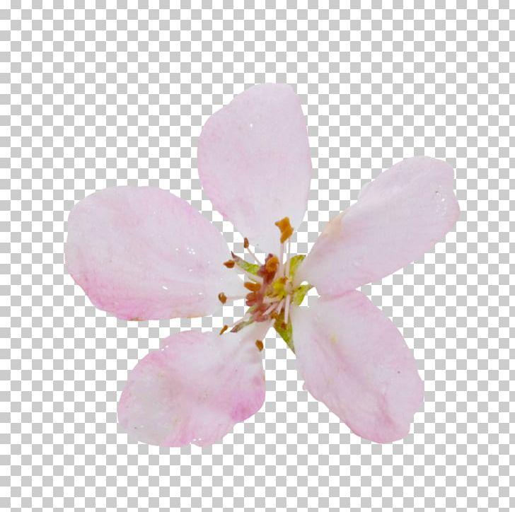 Cherry Blossom Pink M ST.AU.150 MIN.V.UNC.NR AD PNG, Clipart, Blossom, Branch, Cherry, Cherry Blossom, Flower Free PNG Download
