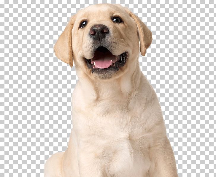 Labrador Retriever Golden Retriever Puppy Dog Breed Companion Dog PNG, Clipart, Animals, Breed, Carnivoran, Companion Dog, Dog Free PNG Download