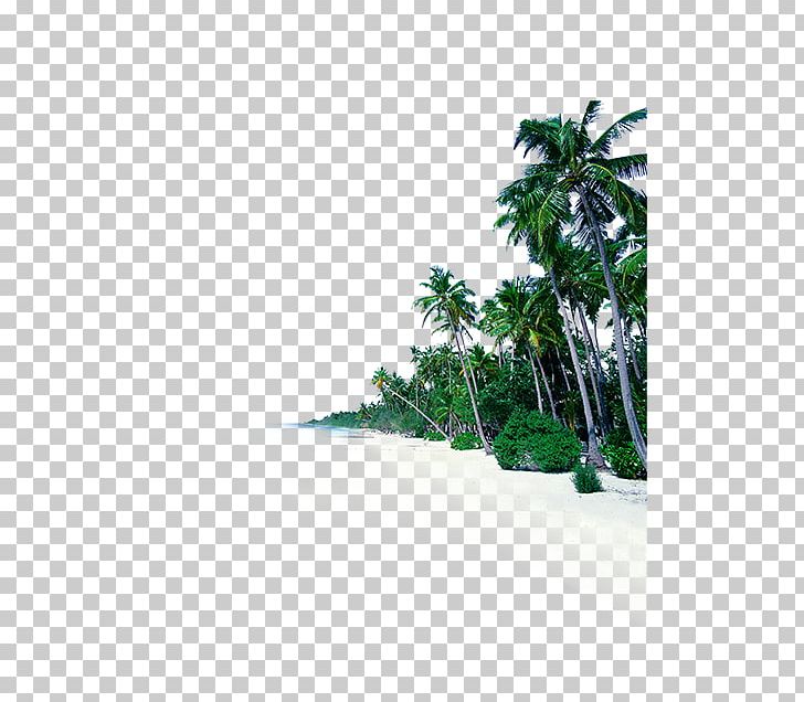 Sea Shore Beach Sky Fototapet PNG, Clipart, Autumn Tree, Beach, Christmas Tree, Cloud, Coast Free PNG Download