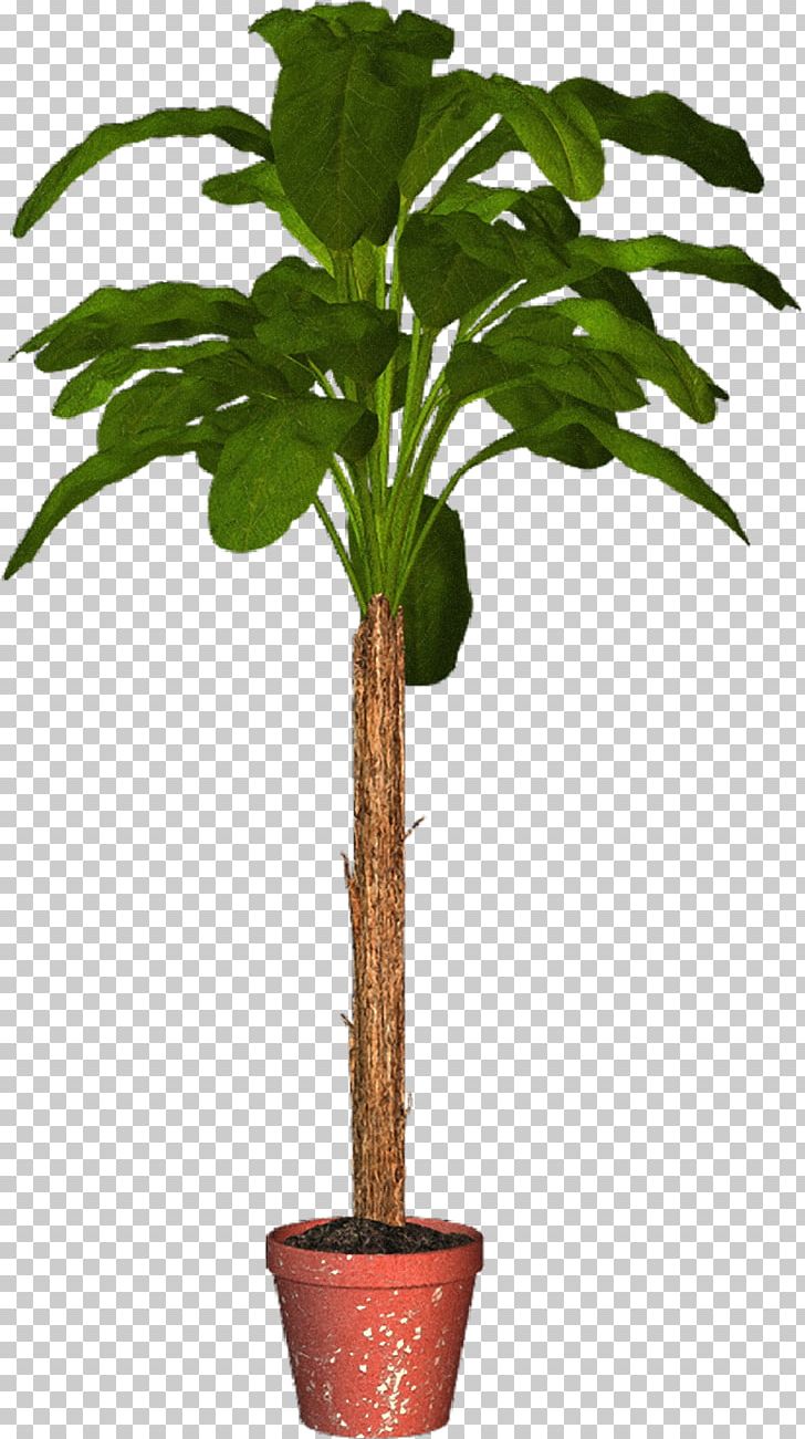 Arecaceae Flowerpot Houseplant Tree PNG, Clipart, Arecaceae, Arecales, Evergreen, Flowerpot, Food Drinks Free PNG Download