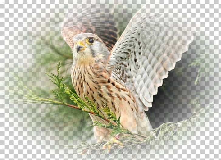 Bird Desktop High-definition Television Widescreen PNG, Clipart, 720p, 1080p, 1610, Beak, Bird Free PNG Download