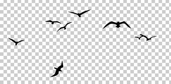 Bird Flock V Formation PNG, Clipart, Animal, Animal Migration, Animals, Animation, Beak Free PNG Download
