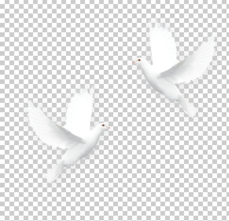 Bird Icon PNG, Clipart, Animals, Beak, Black And White, Computer, Computer Wallpaper Free PNG Download