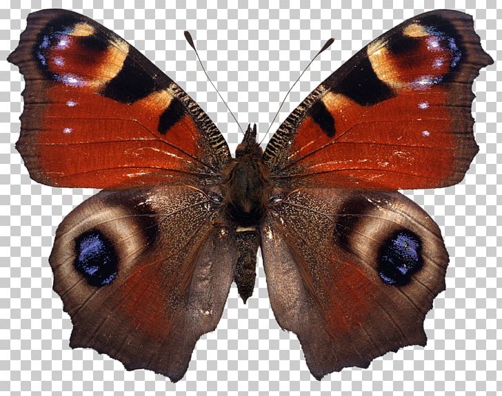 Butterfly Stock Photography PNG, Clipart, Animals, Arthropod, Brush Footed Butterfly, Butterfly, Color Free PNG Download