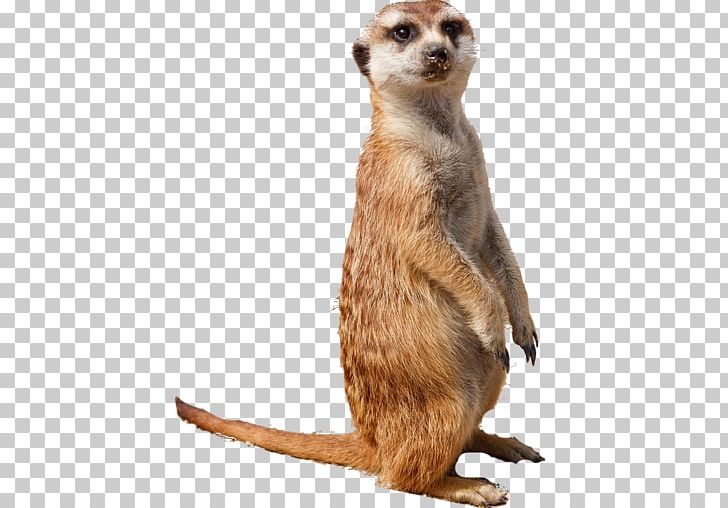 Compare The Meerkat Kalahari Desert Animal Smiley PNG, Clipart, Android, Animal, App, Carnivoran, Compare The Meerkat Free PNG Download