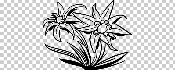 Edelweiss PNG, Clipart, Edelweiss Free PNG Download