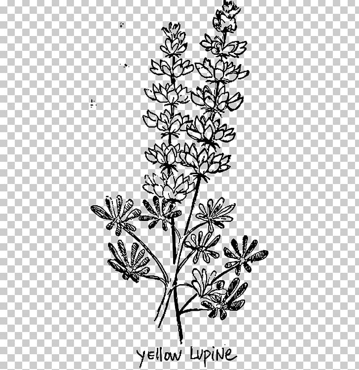 European Yellow Lupine Line Art Lupinus Albus PNG, Clipart, Black And White, Branch, Cactaceae, Computer Icons, Drawing Free PNG Download
