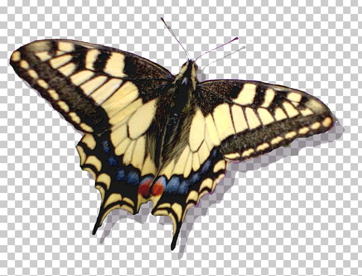 Monarch Butterfly Moth PNG, Clipart, 2016, Arthropod, Bird, Brush Footed Butterfly, Butterfly Free PNG Download
