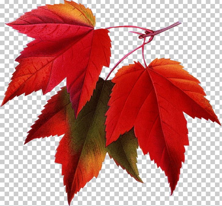 Red Maple Japanese Maple Autumn Leaf Color Autumn Leaf Color PNG, Clipart, Autumn, Autumn Leaf Color, Autumn Leaves, Botanical Illustration, Color Free PNG Download