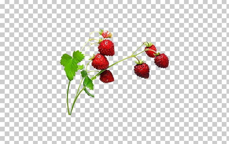 Musk Strawberry Aedmaasikas PNG, Clipart, Aedmaasikas, Animation, Creative Ads, Creative Artwork, Creative Background Free PNG Download