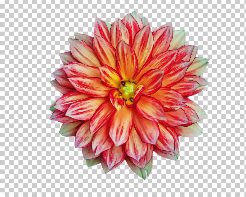 Artificial Flower PNG, Clipart, Artificial Flower, Biology, Chrysanthemum, Cut Flowers, Dahlia Free PNG Download