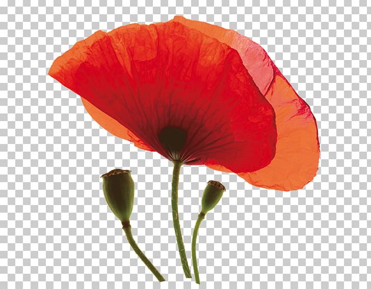 Common Poppy Desktop Flower PNG, Clipart, Addobbi Floreali, Common Poppy, Coquelicot, Cut Flowers, Desktop Wallpaper Free PNG Download