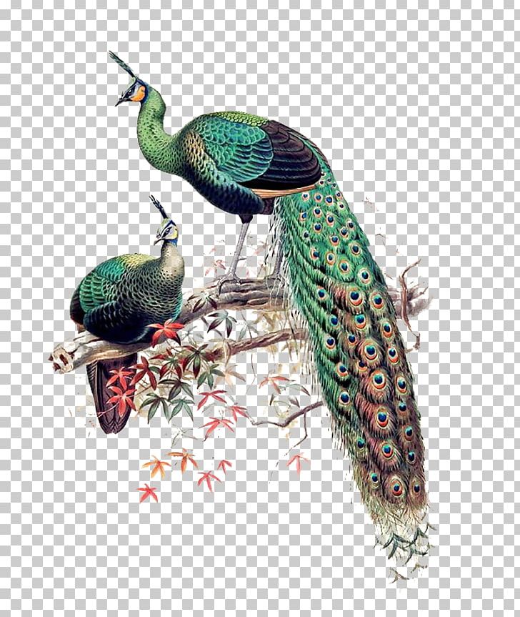 Green Peafowl Asiatic Peafowl Bird Java Phasianidae PNG, Clipart, Afropavo, Animals, Asiatic Peafowl, Beak, Branches Free PNG Download