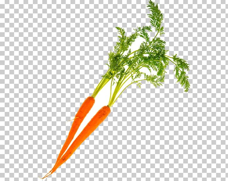 Greens Carrot PNG, Clipart, Carrot, Food, Greens, Leaf Vegetable, Plant Stem Free PNG Download