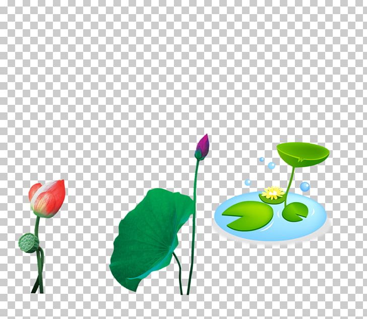 Nelumbo Nucifera Lilium PNG, Clipart, Adobe Illustrator, Cartoon, Download, Flower, Flowering Plant Free PNG Download