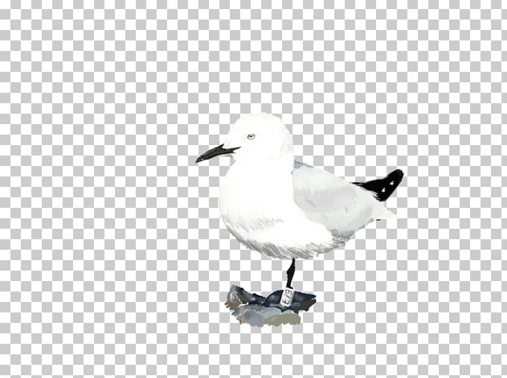 Water Bird Gulls Seabird Shorebirds PNG, Clipart, Anatidae, Animal, Animals, Beak, Bird Free PNG Download