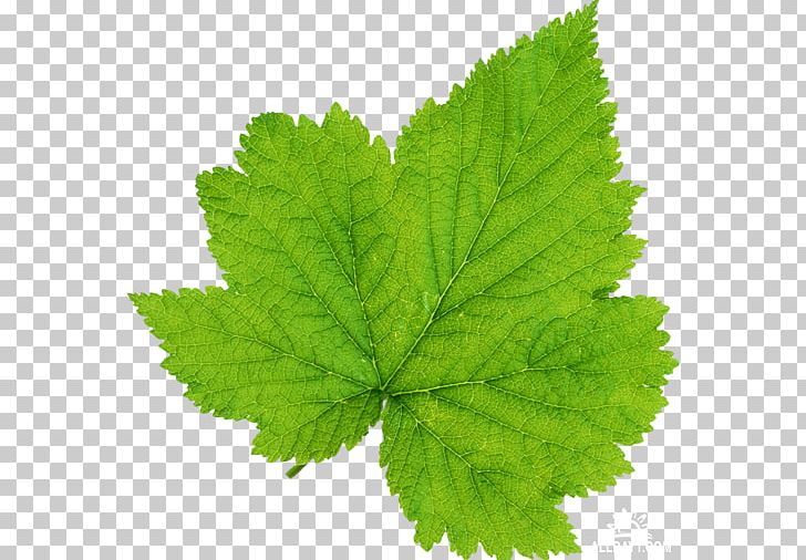 Maple Leaf Green PNG, Clipart, Algorithm, Basal Metabolic Rate, Energy, Green, Herb Free PNG Download