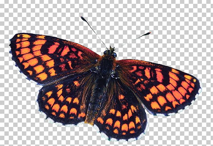 Monarch Butterfly Pieridae Gossamer-winged Butterflies Moth PNG, Clipart, Arthropod, Blog, Brush Footed Butterfly, Butterflies And Moths, Butterfly Free PNG Download