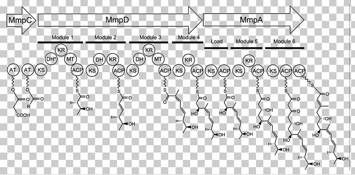 Mupirocin Biosynthesis Acyl Carrier Protein Malonyl-CoA Fatty Acid Synthesis PNG, Clipart, Acid, Acyl Carrier Protein, Angle, Area, Auto Part Free PNG Download