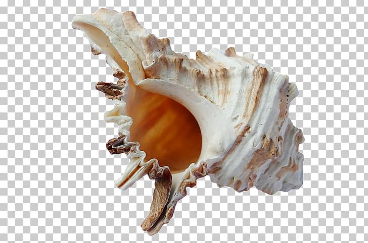 Seashell Mussel Scallop PNG, Clipart, Animals, Beach, Clam, Clams Oysters Mussels And Scallops, Conch Free PNG Download
