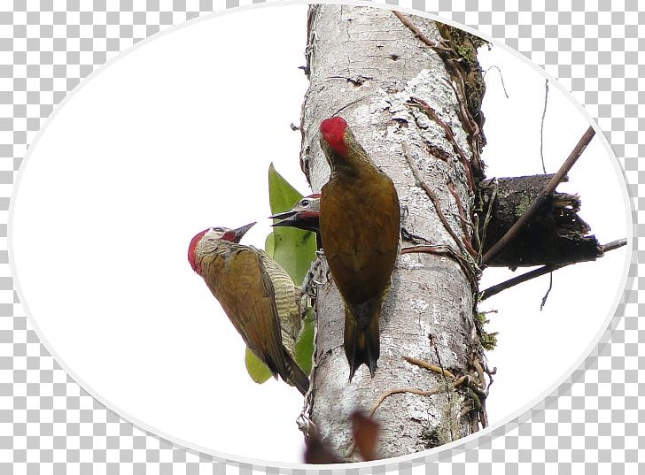 Woodpecker Parrot Fauna Beak PNG, Clipart, Animals, Aves, Beak, Bird, Fauna Free PNG Download