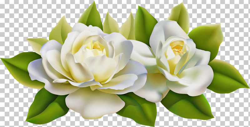 Floral Design PNG, Clipart, Cut Flowers, Floral Design, Flower, Flower Bouquet, Gardenia Free PNG Download