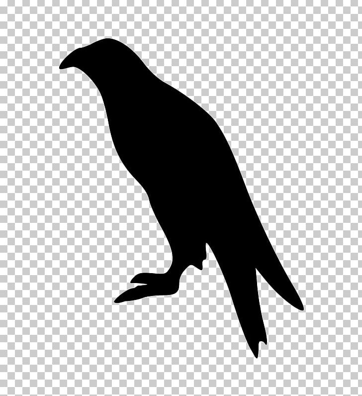 Bald Eagle Bird White-tailed Eagle PNG, Clipart, Animals, Bald Eagle, Beak, Bird, Bird Of Prey Free PNG Download