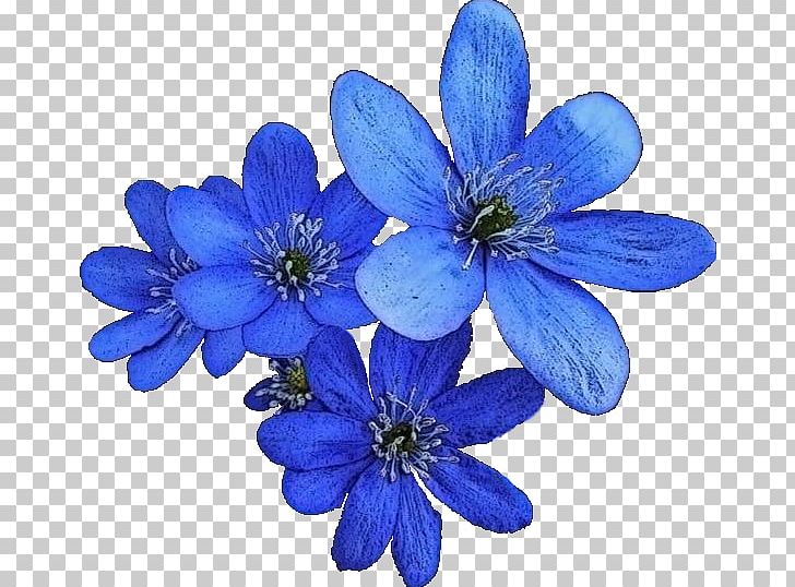 Petal Blue Flower PNG, Clipart, Blue, Color, Flower, Flowering Plant, Herbaceous Plant Free PNG Download